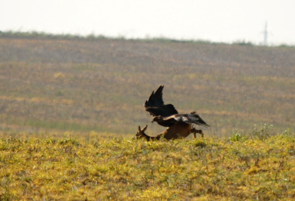 zdetin2011_lovy_6957_ekertutok