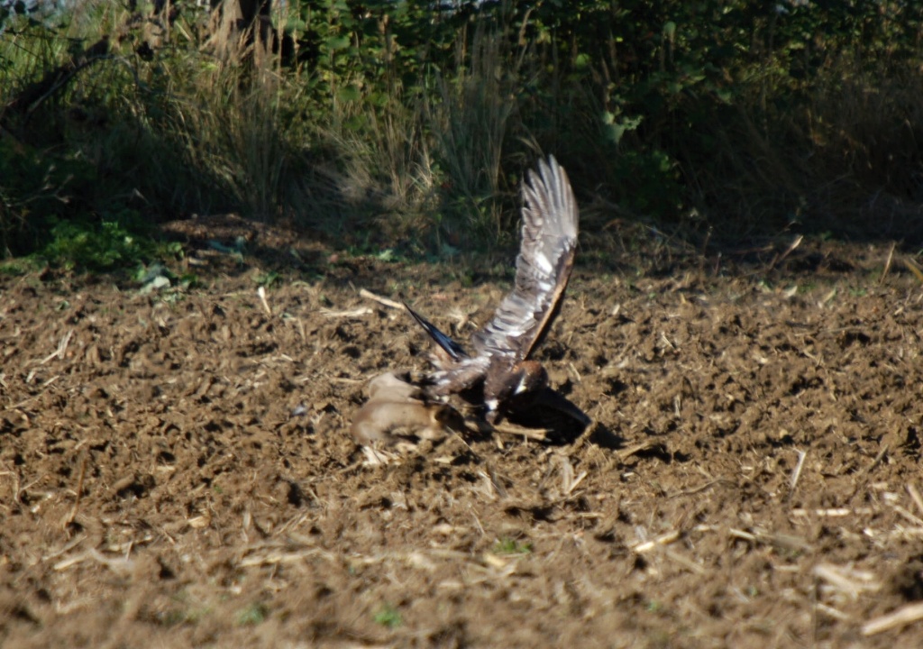 zdetin2011_lovy_6791_kofrutok