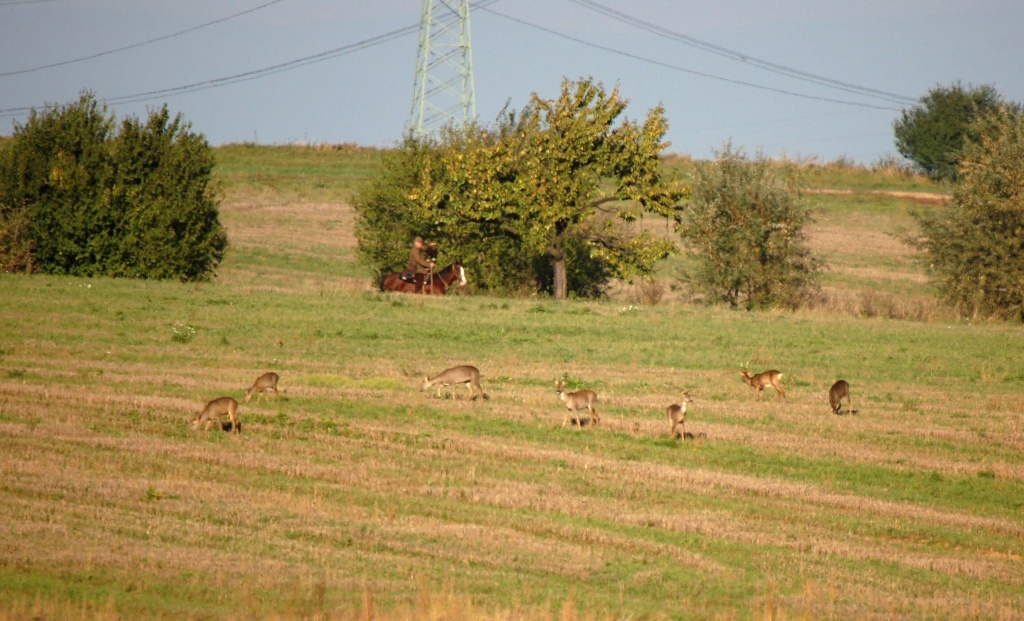 zdetin2011_lovy_6871_marekutok