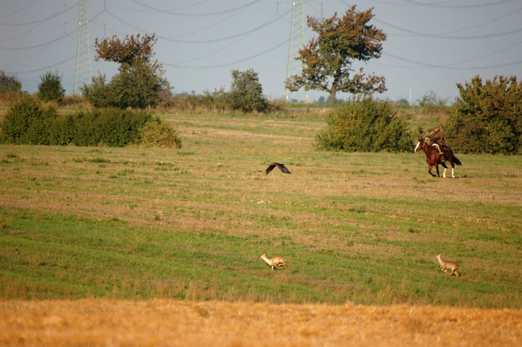 zdetin2011_lovy_6874_marekutok